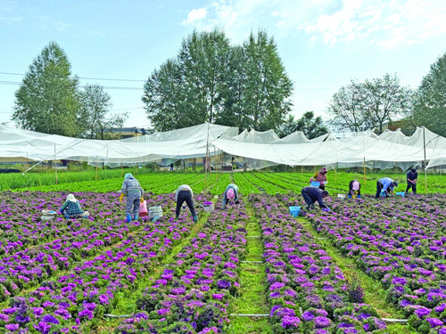 特色产业蓬勃发展 品牌建设成效显著:青海海东特色农业结硕果(图3) 特色产业蓬勃发展 品牌建设成效显著:青海海东特色农业结硕果(图3)