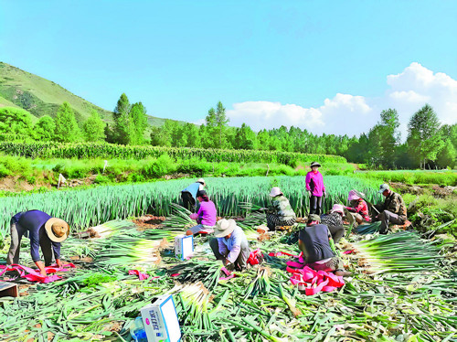 特色产业蓬勃发展 品牌建设成效显著:青海海东特色农业结硕果(图5) 特色产业蓬勃发展 品牌建设成效显著:青海海东特色农业结硕果(图5)