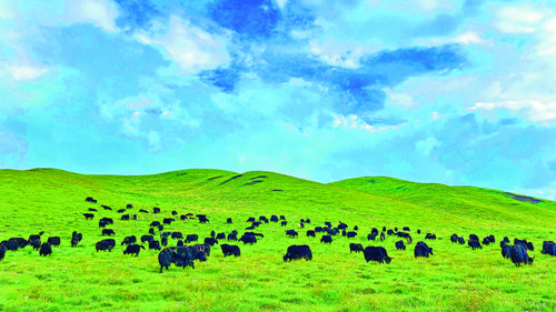 青海海东商贸发展跑出“加速度” 商贸经济交出亮眼答卷(图5) 青海海东商贸发展跑出“加速度” 商贸经济交出亮眼答卷(图5)