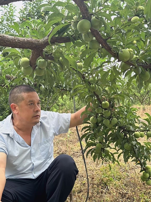 他的“李”想，种在秭归半高山上——记秭归“水果人”袁学红(图1)