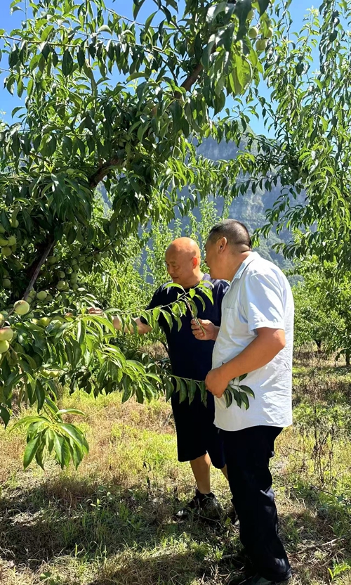 他的“李”想，种在秭归半高山上——记秭归“水果人”袁学红(图2)